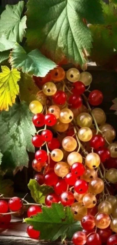 Vibrant mix of red and yellow currants with green leaves.