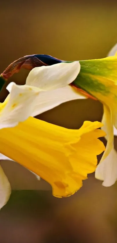 Close-up of yellow daffodils in full bloom with delicate petals.