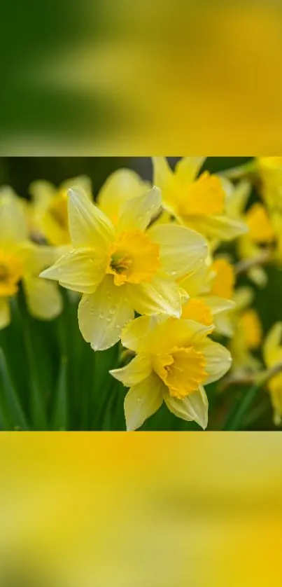 Vibrant yellow daffodils in full bloom.