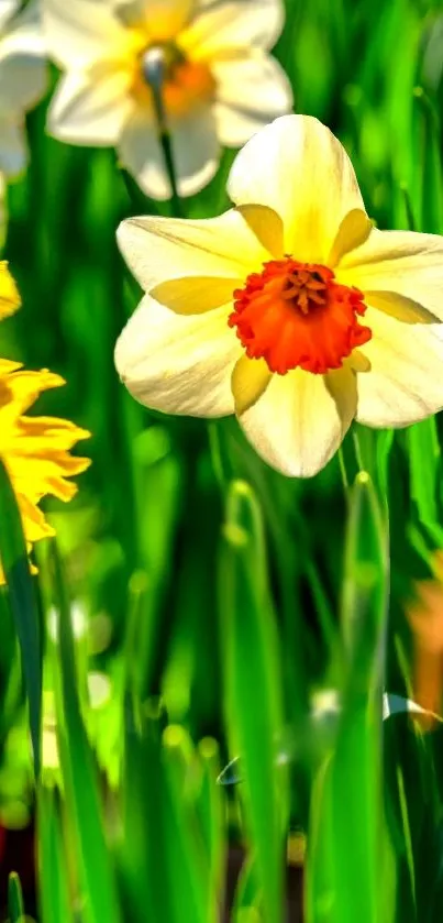 Close-up of vibrant daffodils with green leaves.