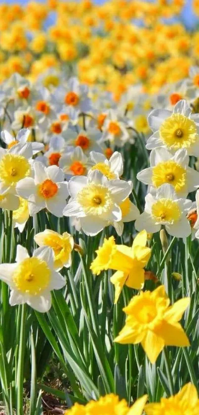 Vibrant daffodil field under a blue sky.