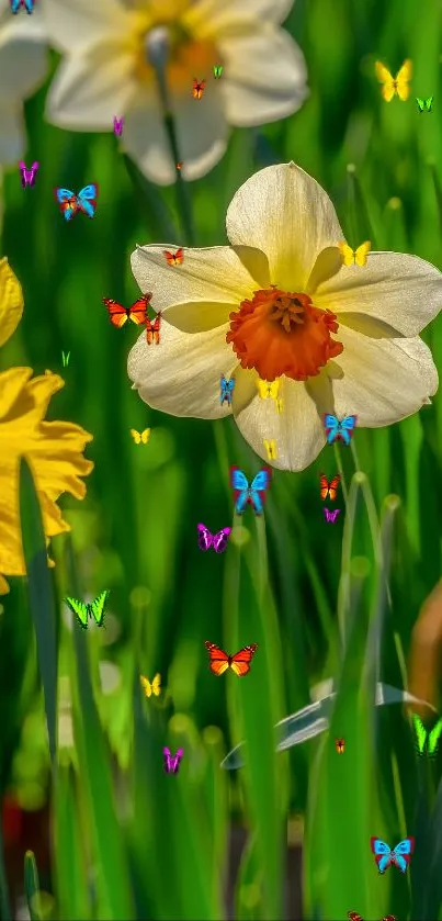 Close-up of vibrant daffodils with lush green leaves.