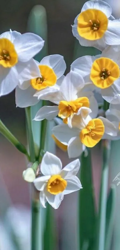 Vibrant daffodils with white petals and yellow centers in spring bloom.