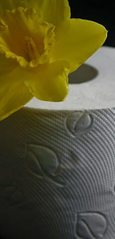 Yellow daffodil on a roll of white textured paper.