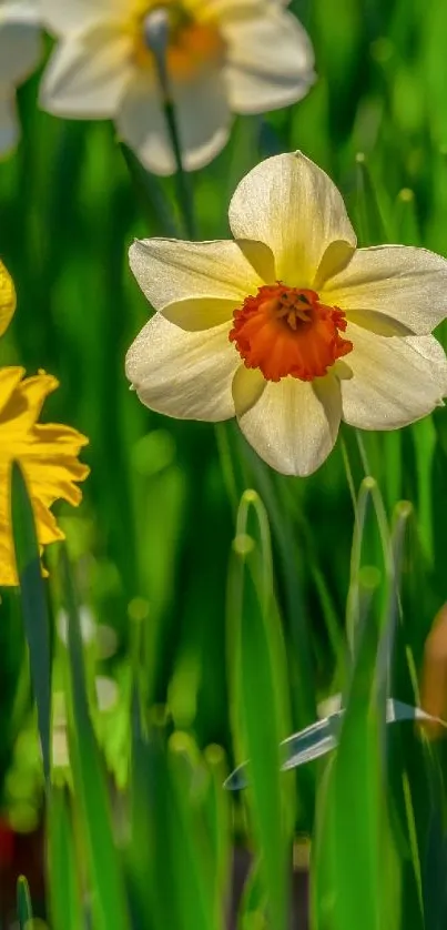 Bright yellow daffodils against a green background.