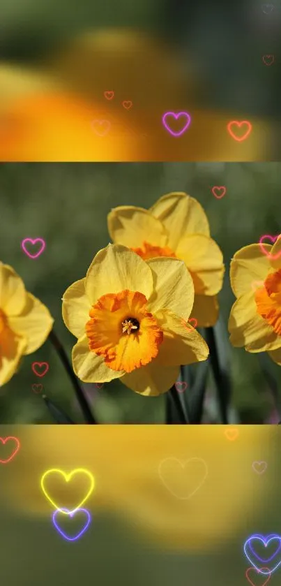 Yellow daffodils with glowing heart accents on a mobile wallpaper.