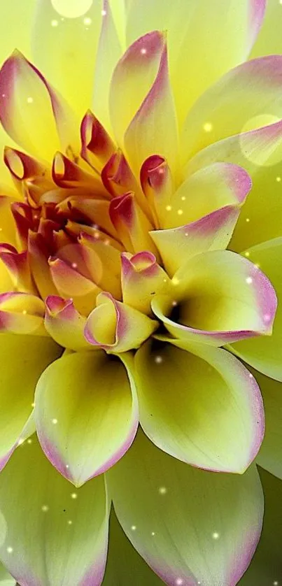 Vibrant yellow dahlia flower with pink tips on a mobile wallpaper.