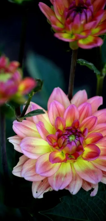 Vibrant pink dahlia flowers with green leaves, perfect phone wallpaper.