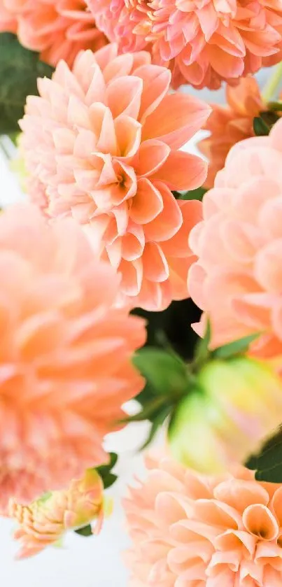 Vibrant peach dahlia flowers with lush green leaves.