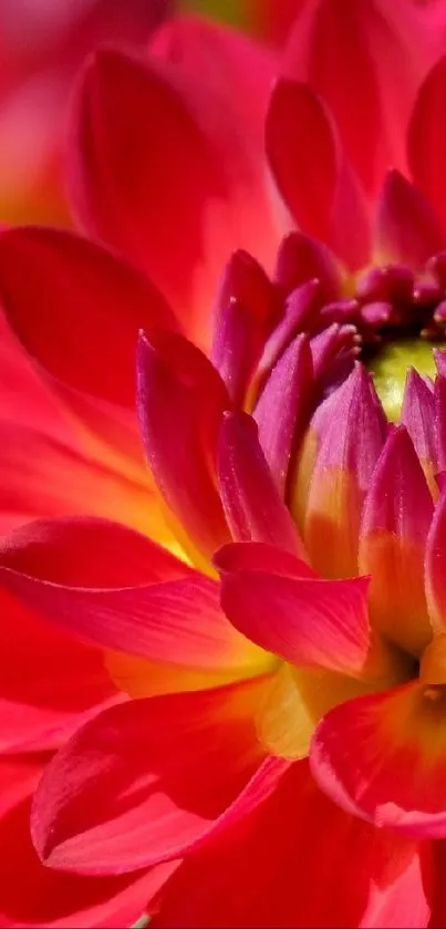 Close-up of a vibrant red dahlia flower with colorful petals.