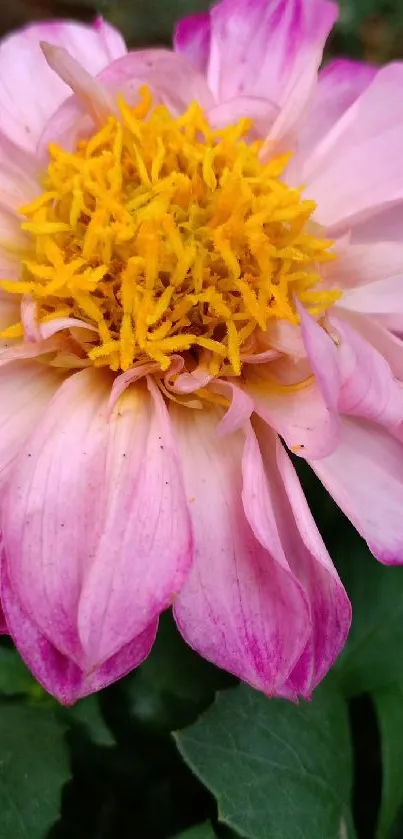 Close-up of a pink dahlia with a vibrant yellow center.