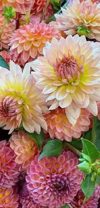 Colorful dahlia blooms in pink and peach shades, perfect for floral backgrounds.