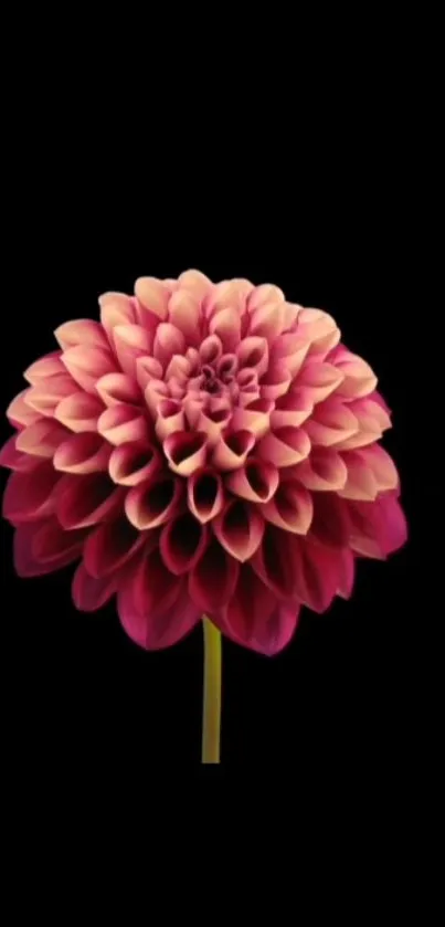 Vibrant pink dahlia flower against a black background for phone wallpaper.