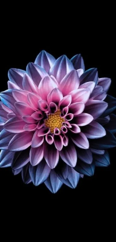 Vibrant pink and purple dahlia on black background as phone wallpaper.