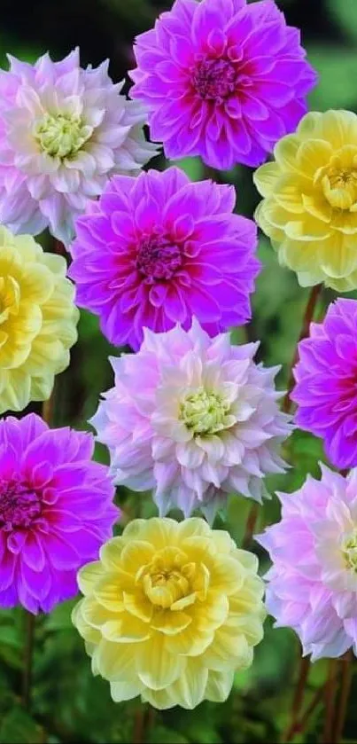 Vibrant display of purple and yellow dahlia flowers.