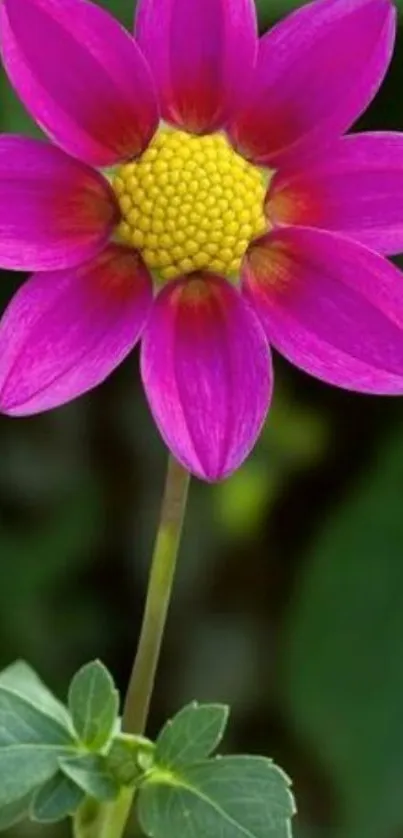 Bright pink dahlia with green leaves background.