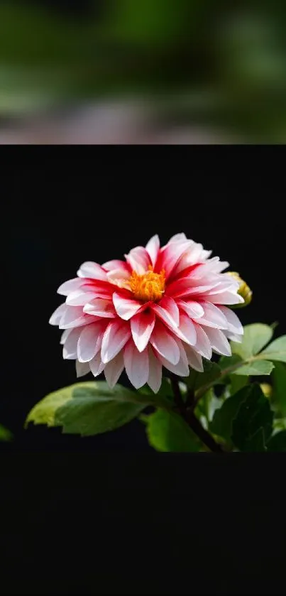 Close-up of a vibrant dahlia flower against a dark backdrop.