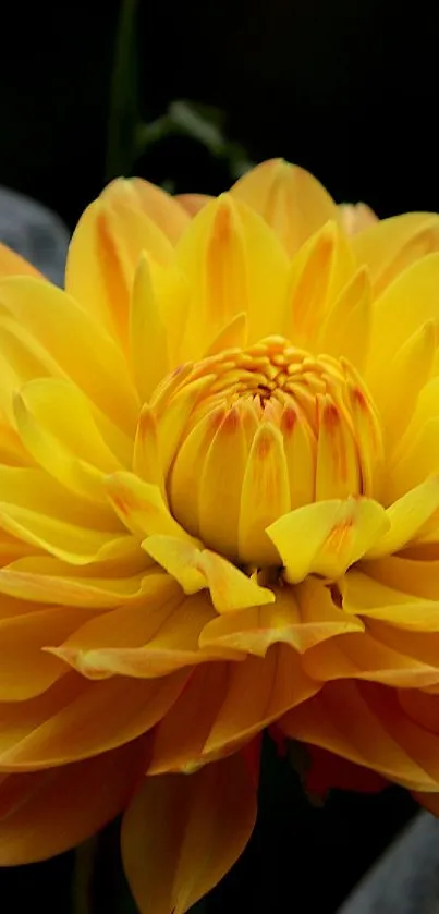 Bright yellow dahlia flower with dark background.