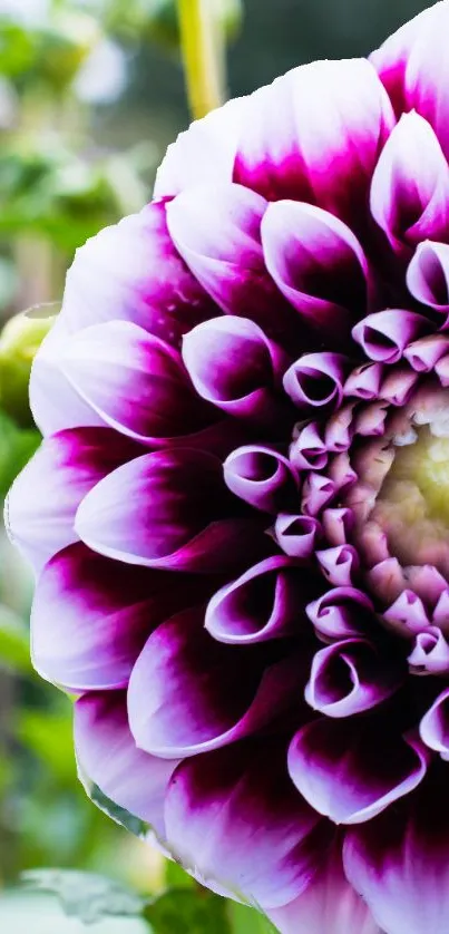 Vibrant dahlia flower with purple and white petals.