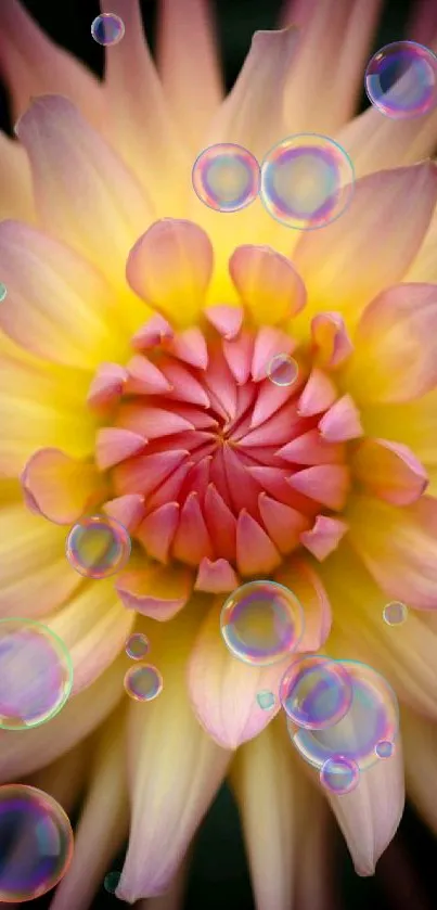 Close-up of a vibrant dahlia flower with pink and yellow petals.