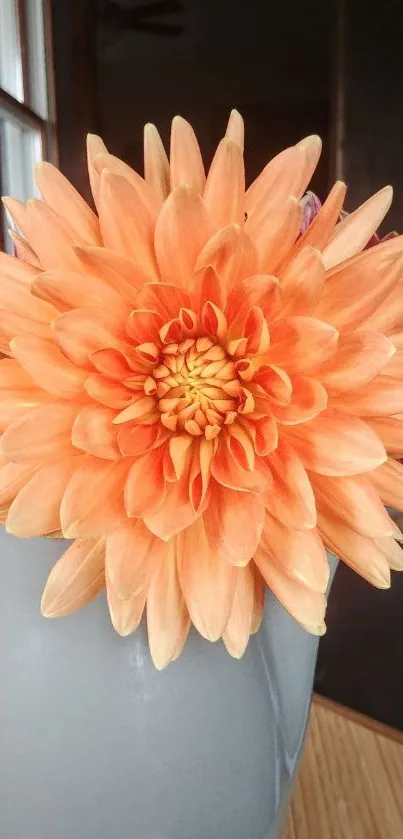 Close-up of a vibrant orange dahlia in a vase.