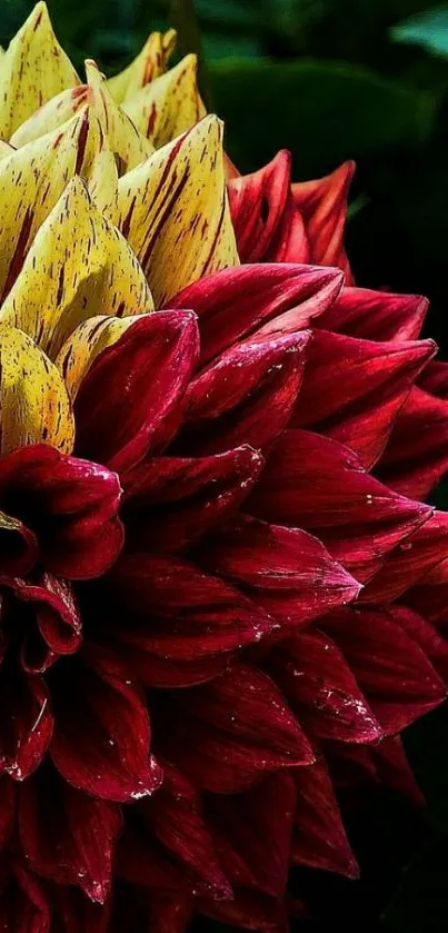 Vibrant red and yellow dahlia wallpaper.