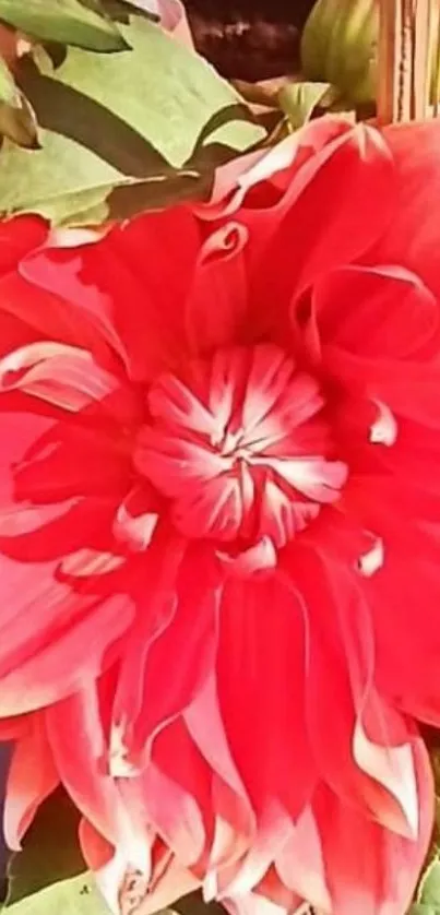 Vibrant dahlia flower with pink petals and green leaves.