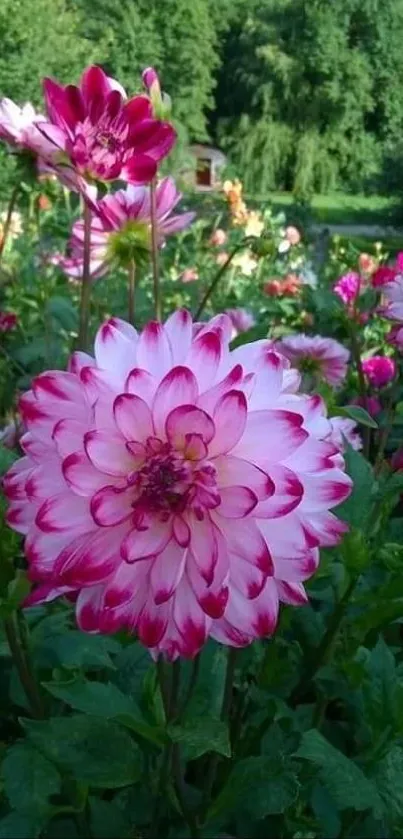 Pink dahlia flower vibrant nature wallpaper.