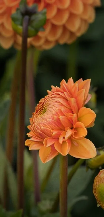 Vibrant orange dahlia flower with lush green background.