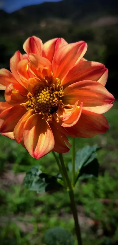 Orange dahlia flower in nature with mountainous backdrop.