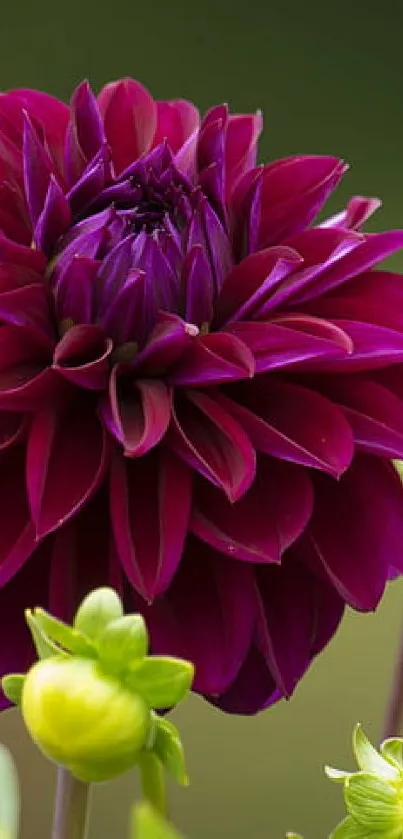 Vibrant magenta dahlia flower surrounded by green buds.