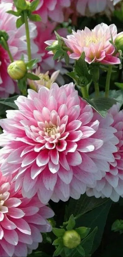 Vibrant pink dahlias in full bloom on a mobile wallpaper background.