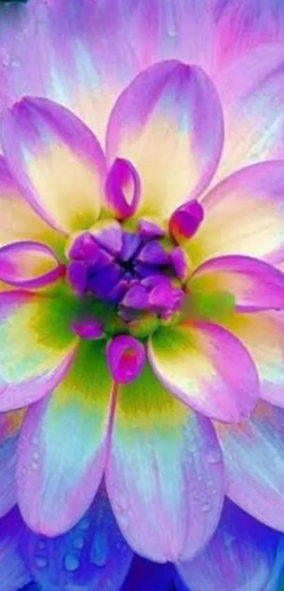 Vibrant dahlia flower with colorful petals and purple centerpiece.