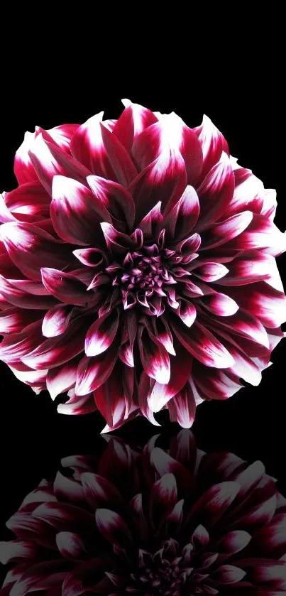 Vibrant magenta dahlia flower on black background.