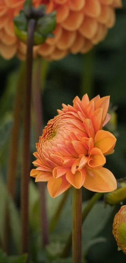 Orange dahlia flower with green backdrop, ideal for a vibrant phone wallpaper.