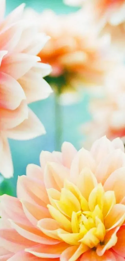 Vibrant peach and yellow dahlias in bloom on a mobile wallpaper.