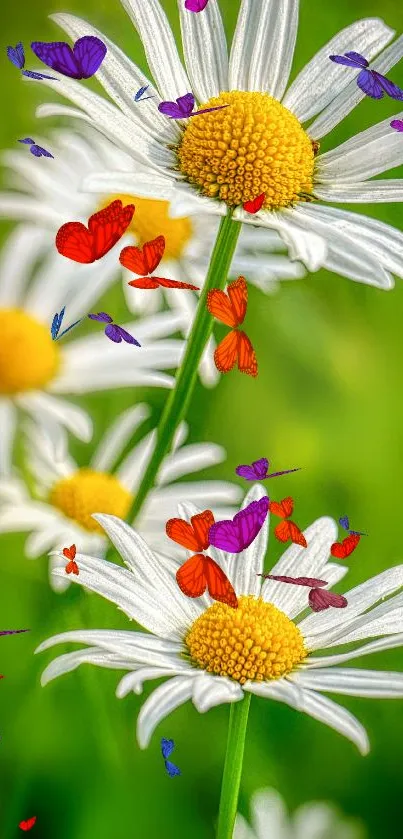 Colorful daisies with butterflies mobile wallpaper.