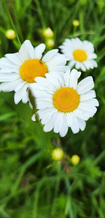 Vibrant daisies in a lush green field wallpaper.