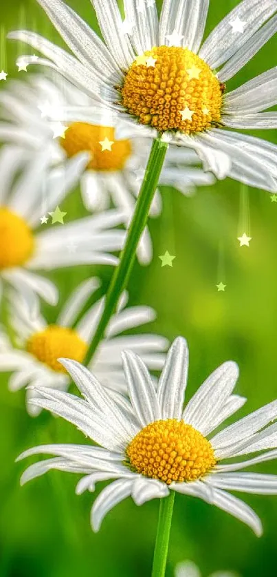 Mobile wallpaper with vibrant white daisies and green background.