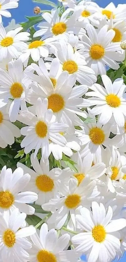 Beautiful white daisies with yellow centers against a blue sky.