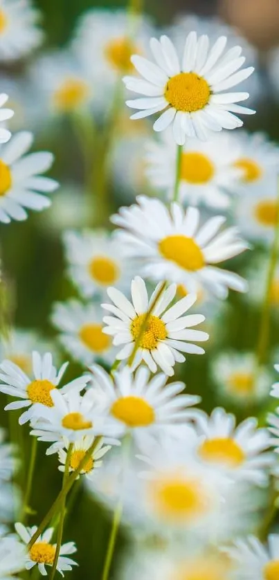 Bright daisies with a lush green background, creating a vibrant floral wallpaper.