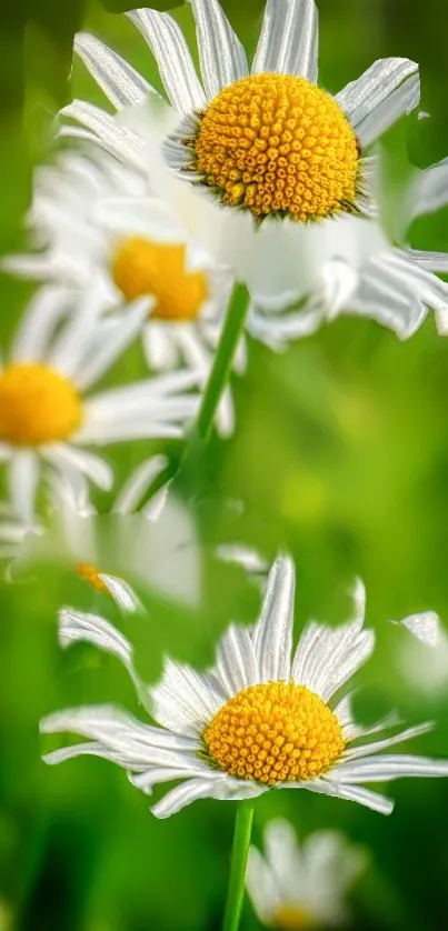 Close-up of vibrant daisies with lush green background.