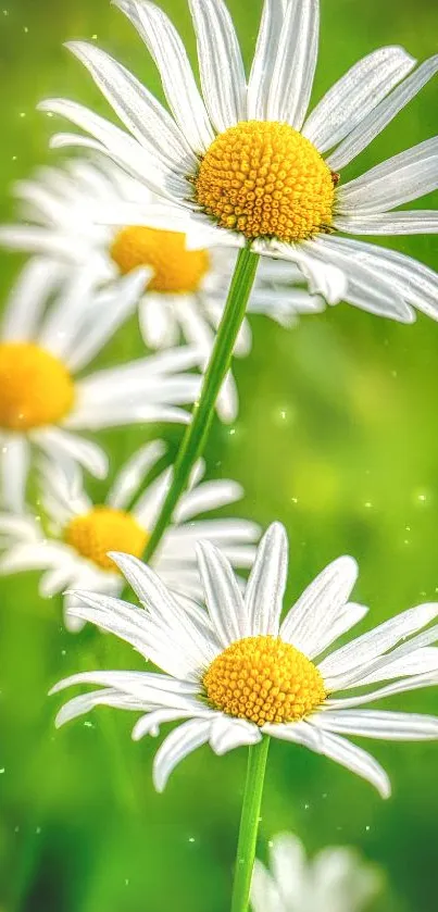 Vibrant white daisies against a lush green background, perfect for nature lovers.