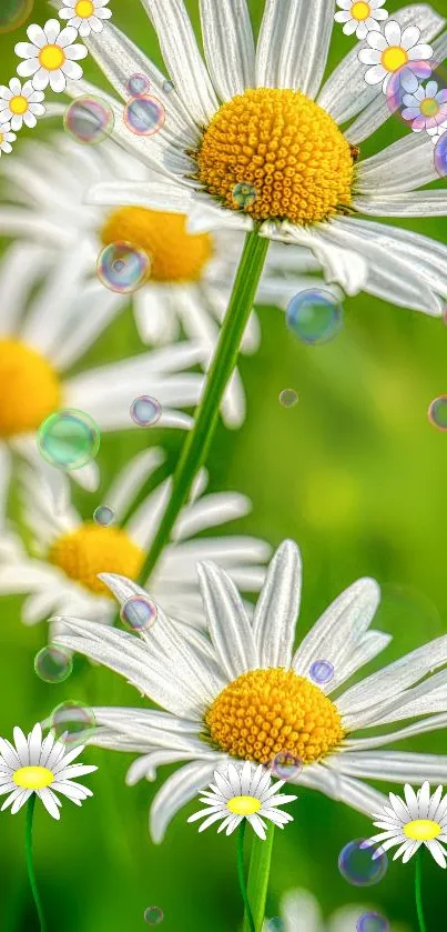 Vibrant daisies with green background and colorful bubbles on mobile wallpaper.