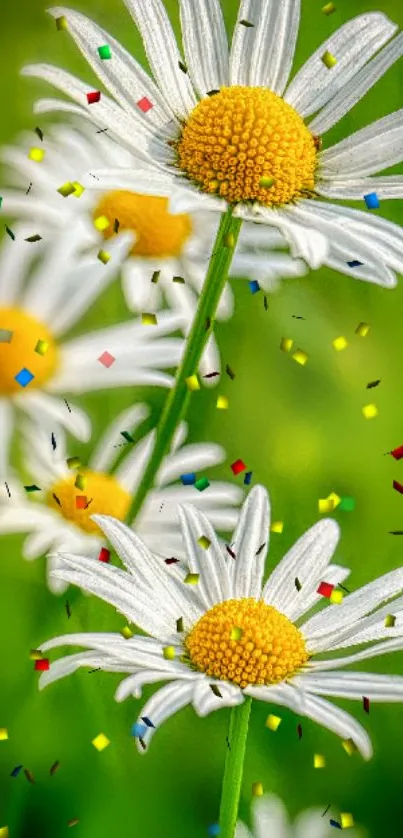 Daisy flowers with vibrant confetti on a green background.