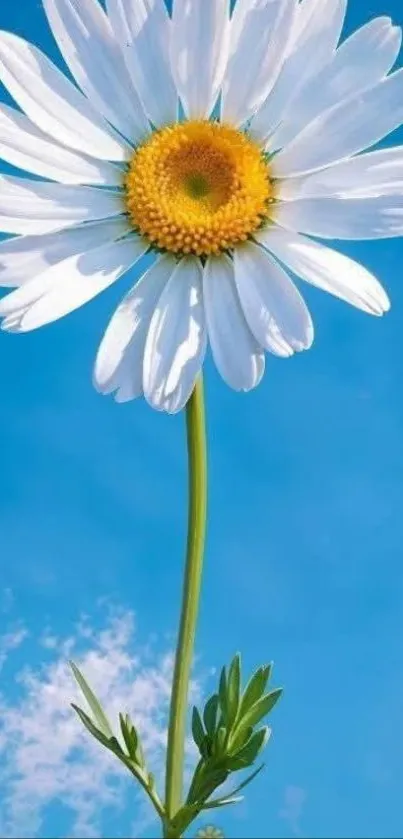White daisy with green stem against a blue sky backdrop.