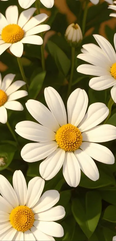 White daisies with yellow centers in natural setting.