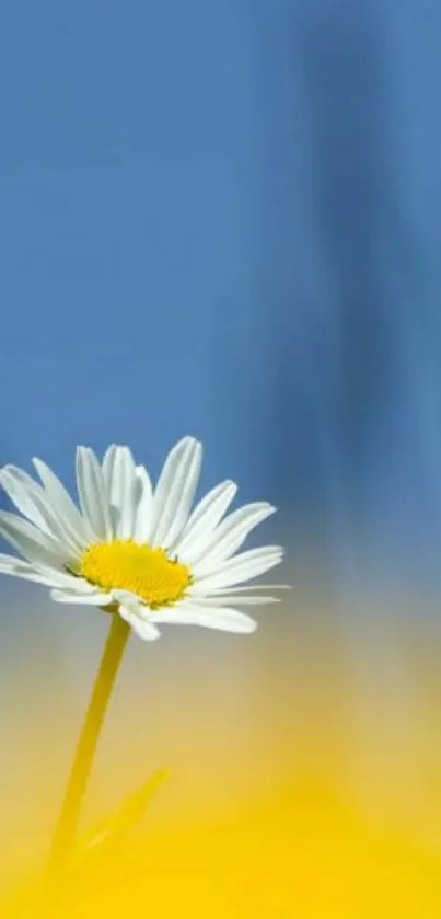 White daisy flower with yellow center against a blue sky and yellow background.