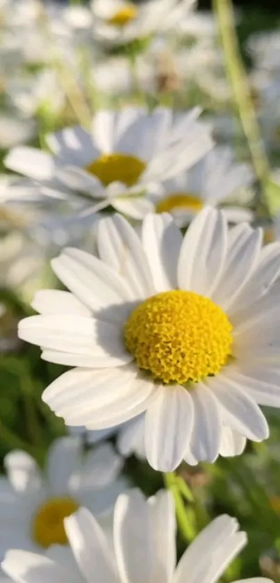 Close-up of a daisy with white petals and yellow center