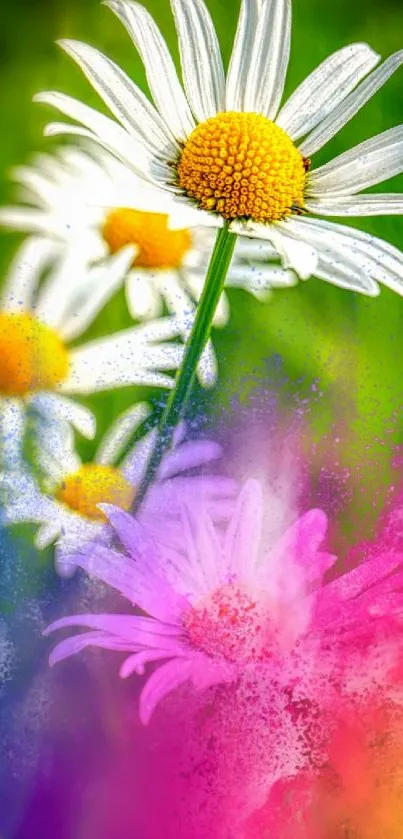 Colorful daisy flowers with vibrant hue explosion.